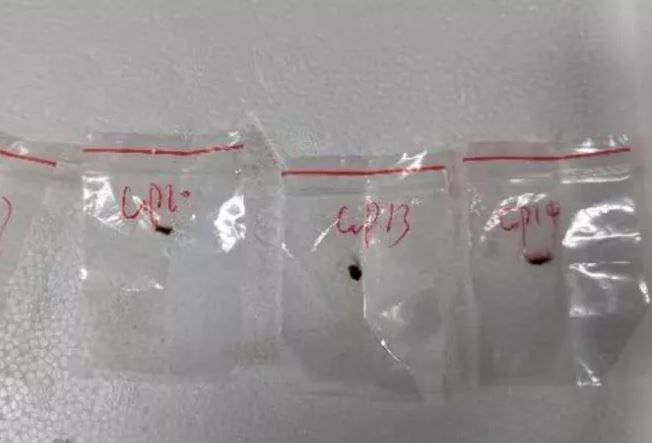 ΗΠΑ: Κινέζοι επιστήμονες έφεραν λαθραία στη χώρα καταστροφικό μύκητα -Τι λέει το FBI