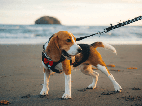 Ο σκύλος μπορεί… να κάνει βουτιές στη θάλασσα; –  Όσα πρέπει να γνωρίζετε βάσει νόμου