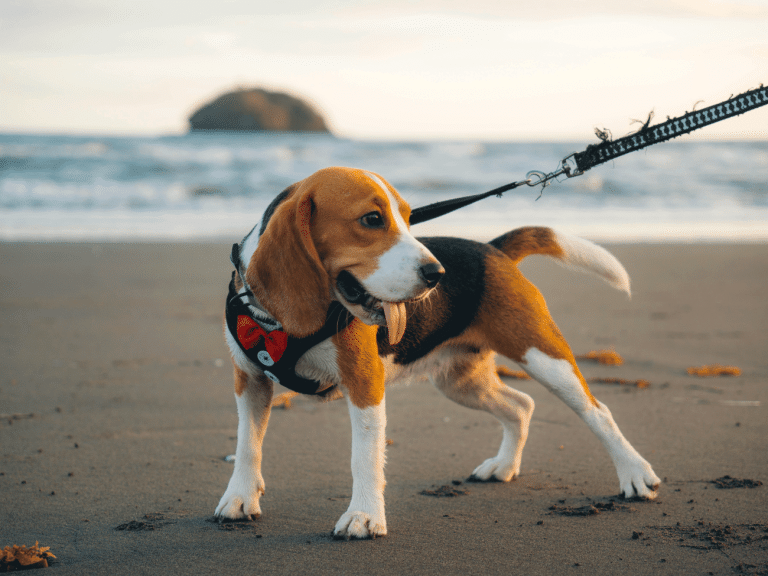 Ο σκύλος μπορεί… να κάνει βουτιές στη θάλασσα; –  Όσα πρέπει να γνωρίζετε βάσει νόμου