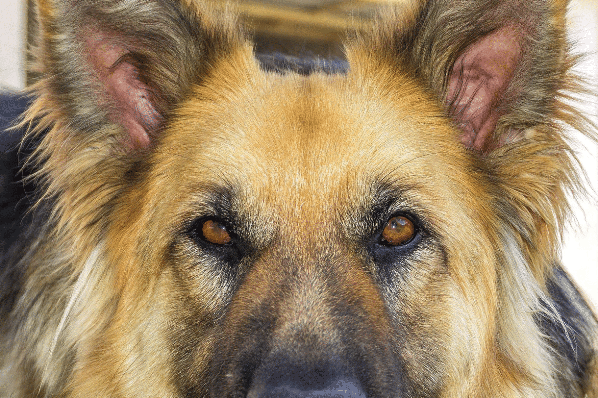 Ζώα συντροφιάς: Τι ορίζει ο νόμος για τη μετακίνησή τους πάνω στο πλοίο