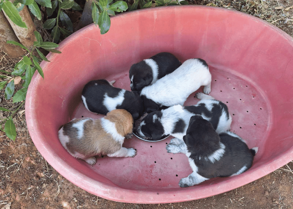 Βάζουμε στις ζωές μας αδεσποτάκια κουταβάκια για να την κάνουν ομορφότερη