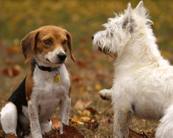 Πώς καταλαβαίνουμε ότι δύο σκύλοι έχουν φιλικές διαθέσεις