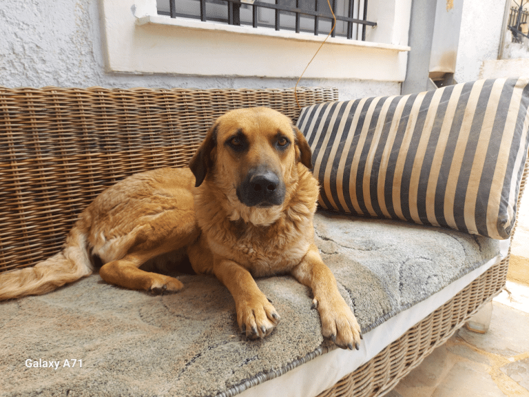 Γιασμίν: Η αδεσποτούλα σκυλίτσα που αγαπά όλους τους ανθρώπους ζει σε κλουβί. Εκεί θα την αφήσουμε;