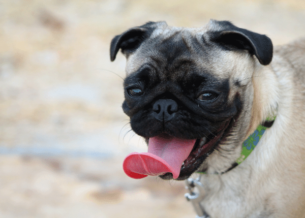 Σκύλος: Επηρεάζει την ψυχολογία του η ζέστη; Κι αν ναι, πώς;