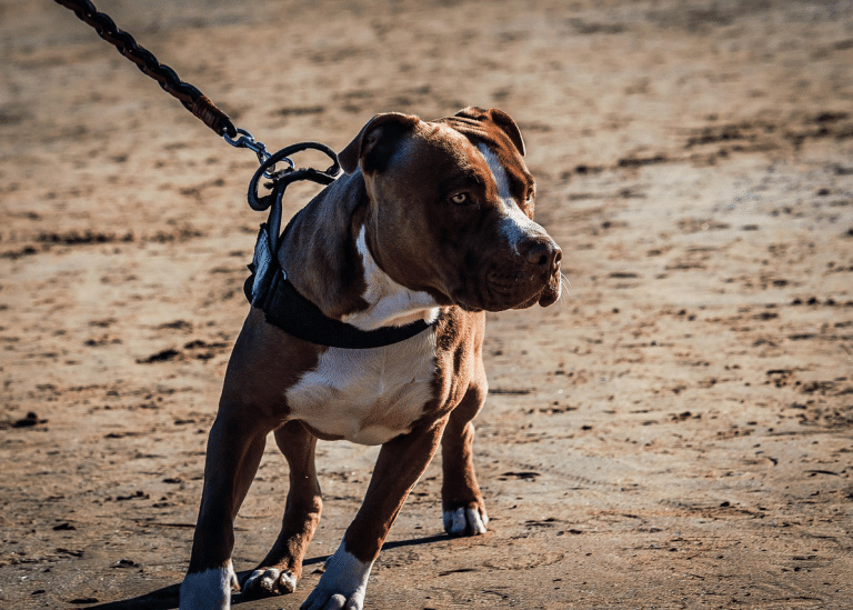«Αρνάκι» μέσα στο σπίτι ο σκύλος, «διαβολάκι» στη βόλτα – Πώς γίνεται αυτό;