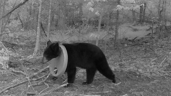 Μίσιγκαν: Αρκούδα ζούσε με καπάκι γύρω από τον λαιμό της για δύο χρόνια