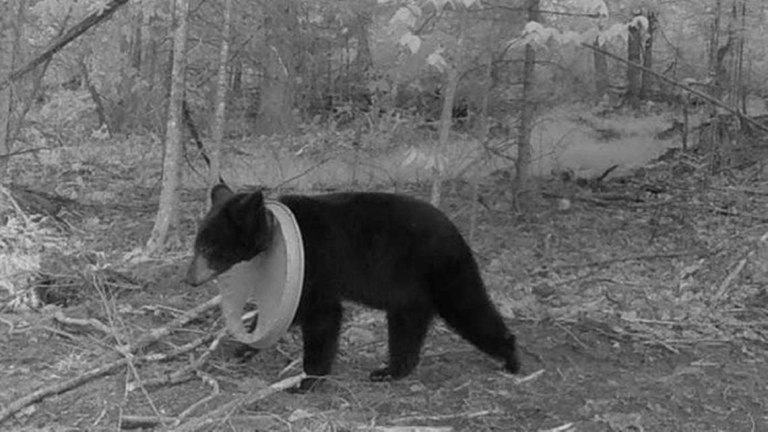 Μίσιγκαν: Αρκούδα ζούσε με καπάκι γύρω από τον λαιμό της για δύο χρόνια
