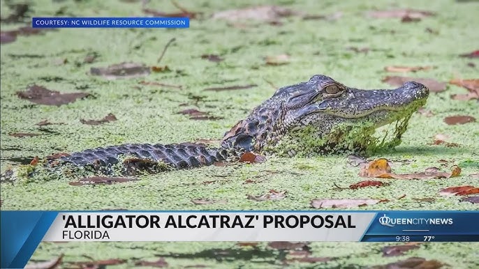 Μετανάστες: Τους ετοιμάζουν «Αλκατράζ με αλιγάτορες» στη Φλόριντα
