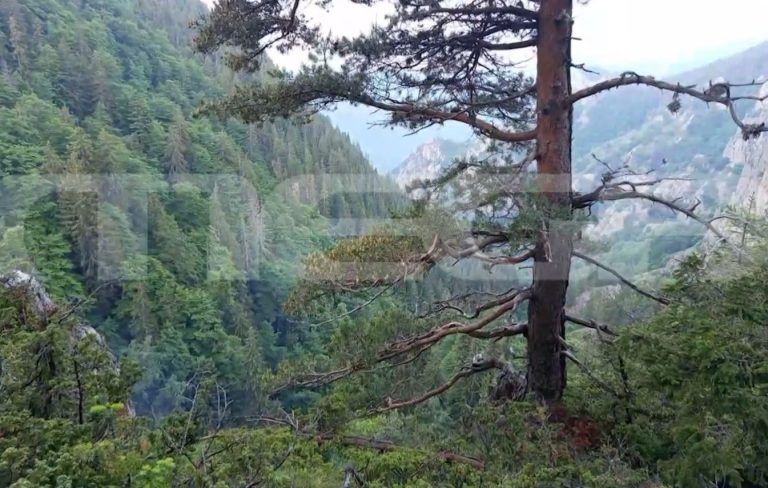 Δράμα: «Υπάρχουν τα ίχνη της αρκούδας στο σημείο» λέει εθελοντής – Τι είδε ο ιατροδικαστής που εξέτασε το πτώμα