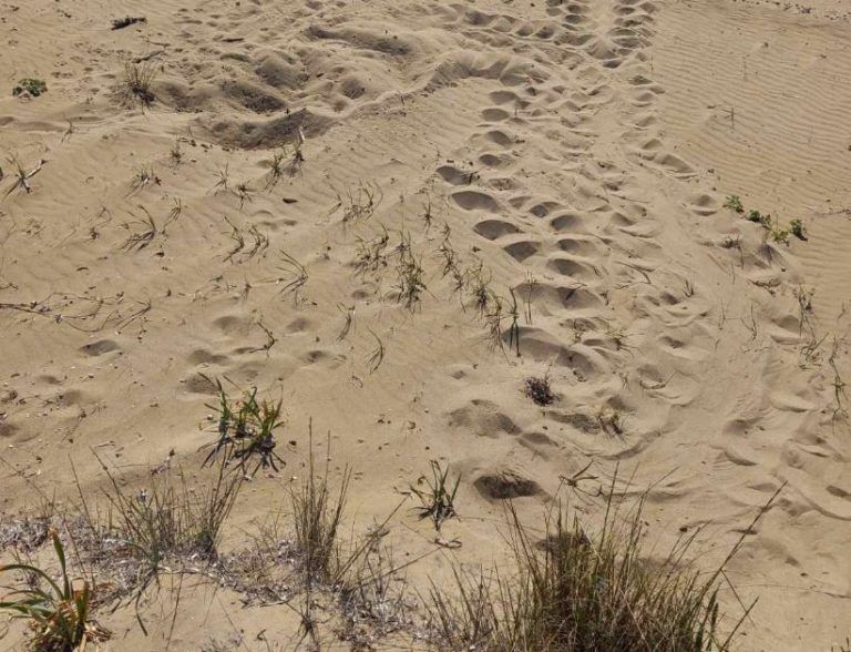 Ηλεία: Εντοπίστηκαν αυγά Caretta – Caretta – Τοποθετήθηκε ειδική σήμανση για την προστασία τους