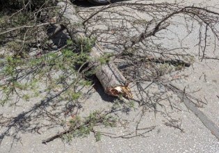 Κηφισιά: Πτώση δέντρου προκαλεί ζημιές σε αυτοκίνητο και προβλήματα ηλεκτροδότησης