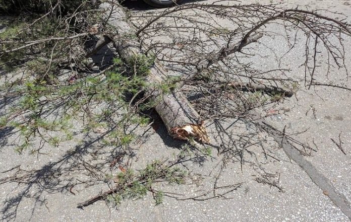 Κηφισιά: Πτώση δέντρου προκαλεί ζημιές σε αυτοκίνητο και προβλήματα ηλεκτροδότησης