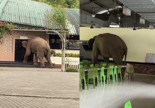 Ελέφαντας «μπούκαρε» σε πανεπιστήμιο και… έκανε τη βόλτα του!