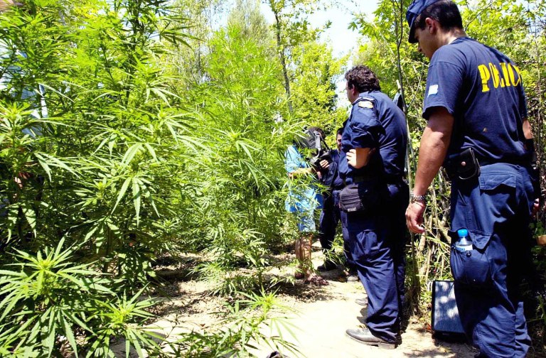 Θεσσαλονίκη: Ισόβια σε 3 άτομα για χασισοφυτεία με πάνω από 1.000 δενδρύλλια σε ορεινή δασική έκταση