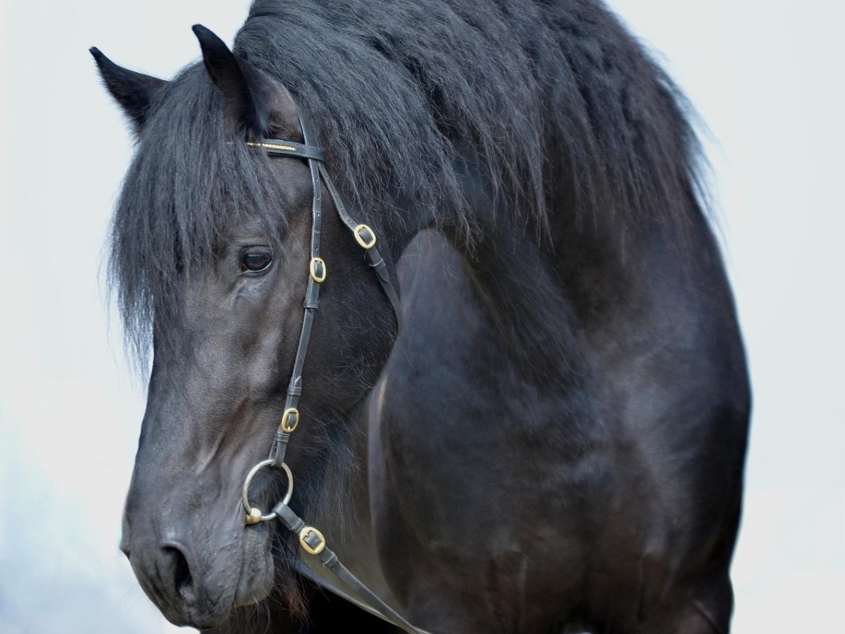 Κρήτη: Ασυνείδητος έσερνε άλογο με αγροτικό – Τρομαγμένο το ζώο, προσπαθούσε να αποφύγει τις ρόδες