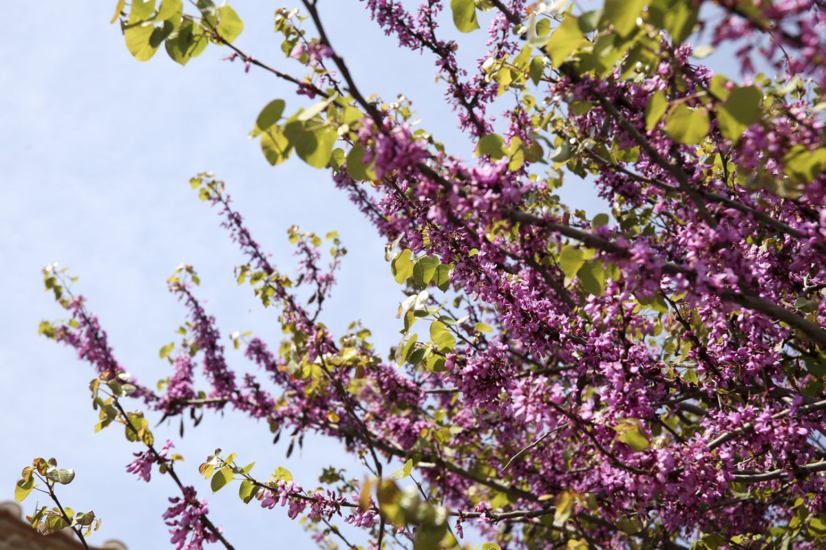 Καιρός: Θερμοκρασίες έως 30 βαθμούς με τοπικές βροχές από το μεσημέρι
