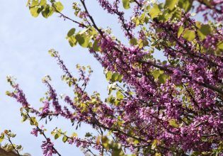 Καιρός: Θερμοκρασίες έως 30 βαθμούς με τοπικές βροχές από το μεσημέρι