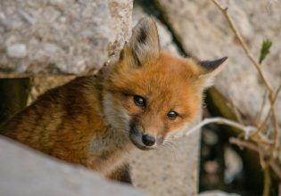 Μικρό αλεπουδάκι εντοπίστηκε και διασώθηκε στα Καλύβια Αττικής – Δείτε την όμορφη ανάρτηση