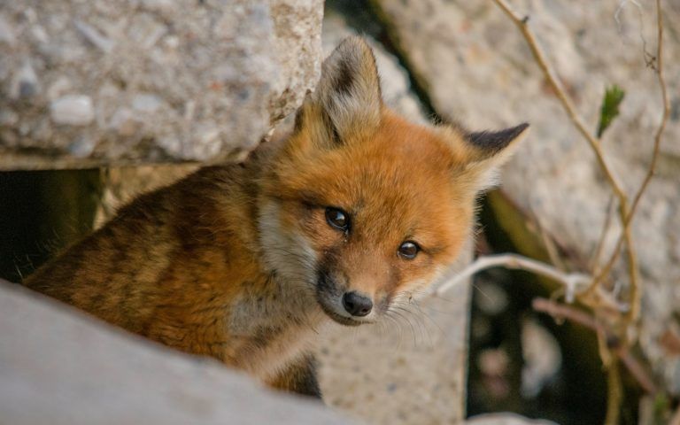 Μικρό αλεπουδάκι εντοπίστηκε και διασώθηκε στα Καλύβια Αττικής – Δείτε την όμορφη ανάρτηση