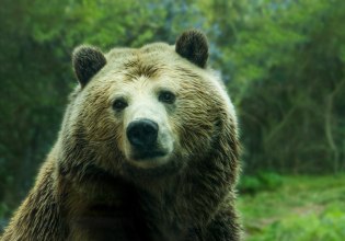 Εντοπίστηκε νεκρή αρκούδα στην Καστοριά – Εξετάζεται το σενάριο δηλητηρίασής της με φόλα
