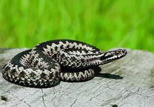 Εύβοια: Στην εντατική 40χρονος που τον δάγκωσε οχιά στο χωράφι