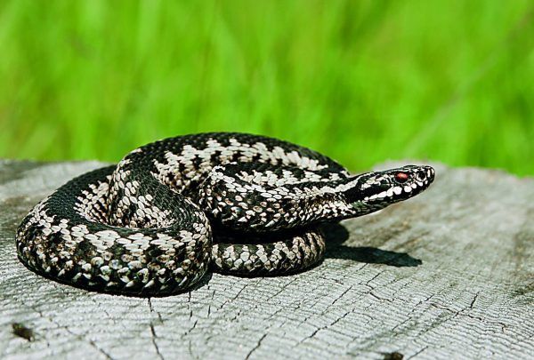 Εύβοια: Στην εντατική 40χρονος που τον δάγκωσε οχιά στο χωράφι