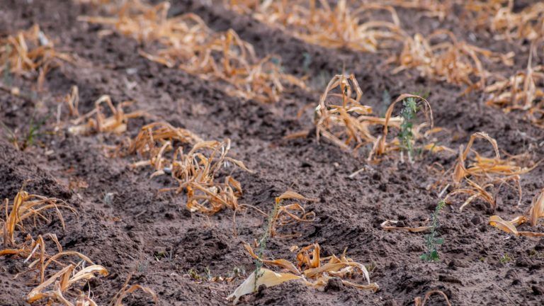 Ποιες περιοχές της Ελλάδας απειλούνται περισσότερο από ξηρασία