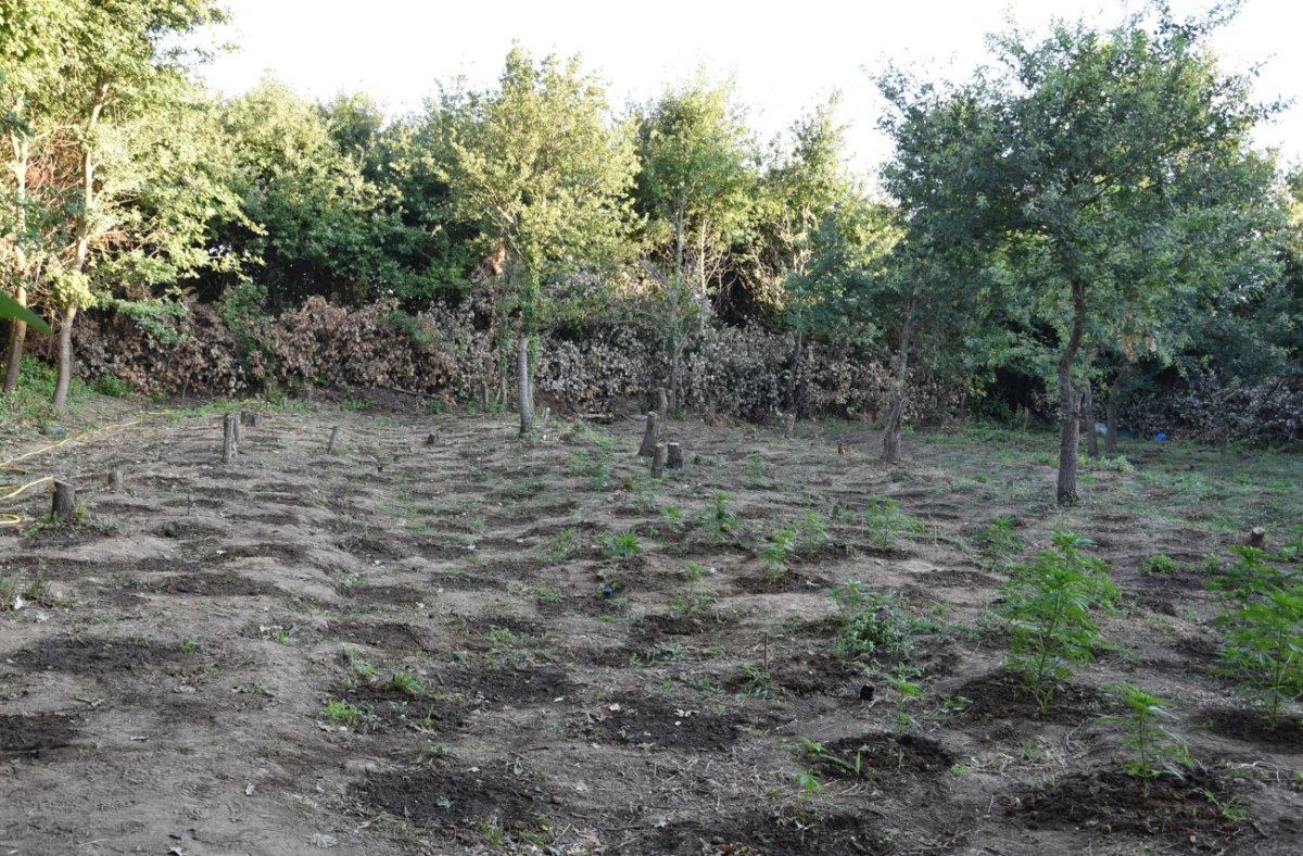 Άρτα: Εντοπίστηκε φυτεία κάνναβης με περισσότερα από 1.000 δενδρύλλια – Συνελήφθησαν 4 άτομα