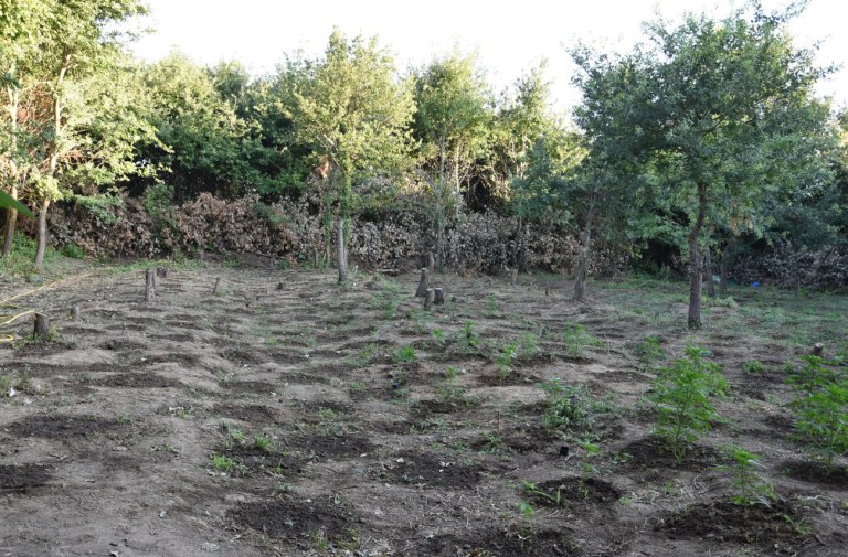 Άρτα: Εντοπίστηκε φυτεία κάνναβης με περισσότερα από 1.000 δενδρύλλια – Συνελήφθησαν 4 άτομα