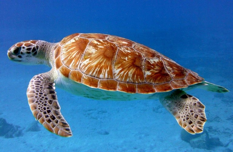 Απειλούμενη πράσινη χελώνα βγήκε για πρώτη φορά σε παραλία της Νάξου