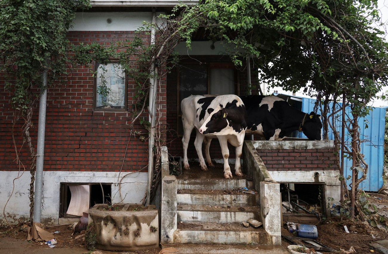 εικόνα που δείχνει αγελάδες στην είσοδο μιας οικίας μετά τις καταρρακτώδεις βροχές που έπληξαν περιοχές της Νότιας Κορέας 