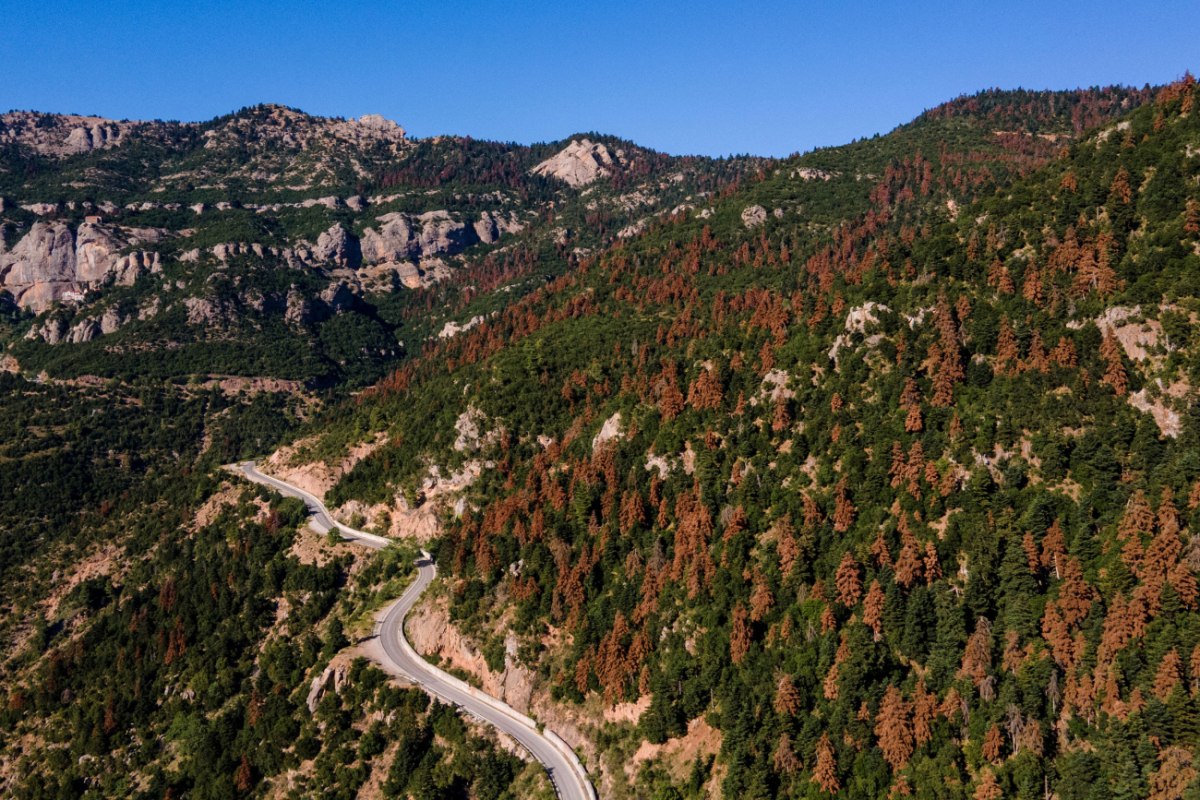 Νεκρά έλατα έξω από τα Καλάβρυτα στις 9 Ιουλίου 2025 (Reuters / Louisa Gouliamaki)