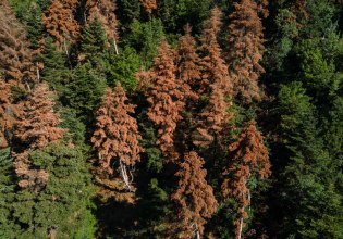 Τα έλατα της Ελλάδας πεθαίνουν καθώς το κλίμα αλλάζει