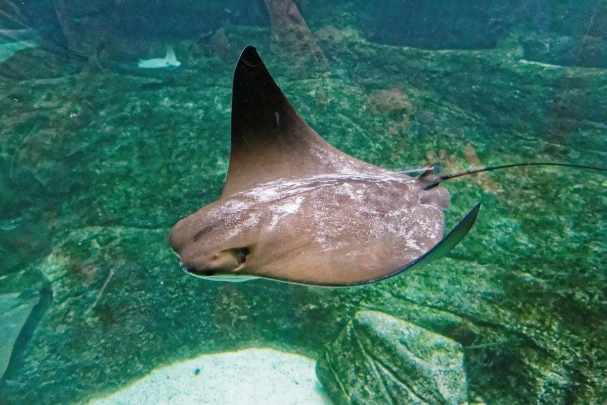 Το ρυγχαετόψαρο (Aetomylaeus bovinus) πωλείται με λανθασμένες ταμπέλες όπως «ρίνα», «αετός» ή «βάτος» (Animalia.bio)