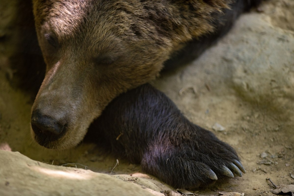 Φρίκη στην Καστοριά: Πυροβόλησαν πέντε φορές στην πλάτη μητέρα αρκούδα και τη σκότωσαν