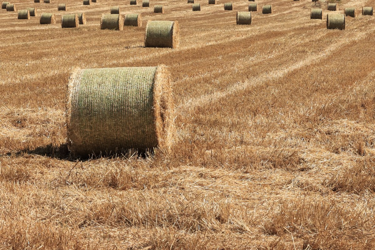 ΚΑΠ: Αλλάζει ο χάρτης των αγροτικών ενισχύσεων – Οι ανατροπές