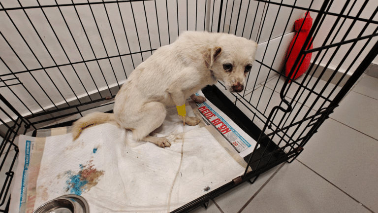 Πάκης: Το αδεσποτάκι που κακοποιήθηκε βάναυσα, επέζησε – Ώρα, να βρεθεί ο άνθρωπός του