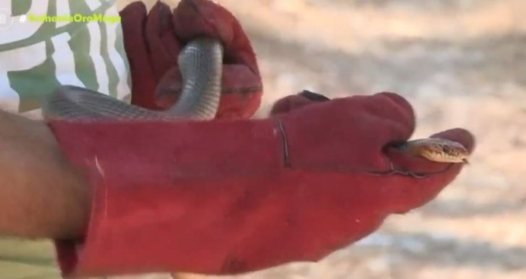 Θεσσαλονίκη: Φίδι προκάλεσε αναστάτωση – Eντοπίστηκε σκαρφαλωμένο σε δέντρο