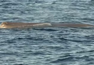 Εντοπίστηκε φάλαινα φυσητήρας κοντά στις ακτές του Άστρους Κυνουρίας