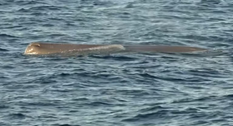 Εντοπίστηκε φάλαινα φυσητήρας κοντά στις ακτές του Άστρους Κυνουρίας