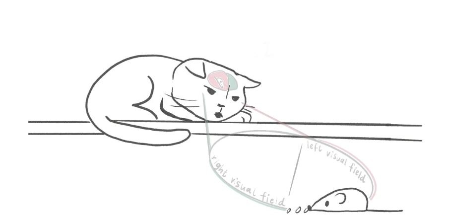 Όταν η γάτα ξαπλώνει στο αριστερό πλευρό, το αριστερό μάτι έχει ανεμπόδιστη θέα στο περιβάλλον (Sevim Isparta et. al / Sevim Isparta)