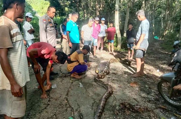 Ινδονησία: Αγρότης βρέθηκε νεκρός μέσα στην κοιλιά πύθωνα