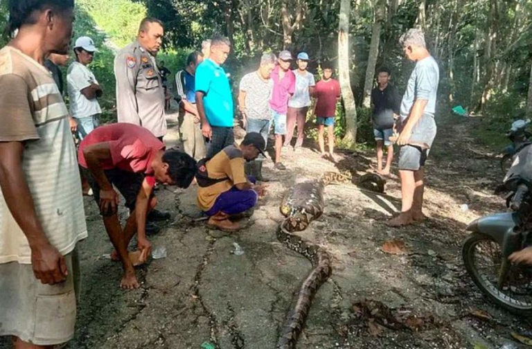 Ινδονησία: Αγρότης βρέθηκε νεκρός μέσα στην κοιλιά πύθωνα