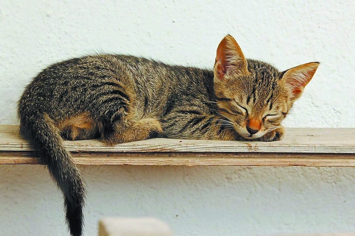 Γιατί οι γάτες προτιμούν να κοιμούνται στο αριστερό πλευρό