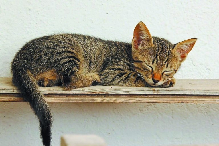 Γιατί οι γάτες προτιμούν να κοιμούνται στο αριστερό πλευρό