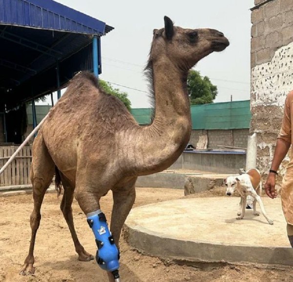 Πακιστάν: Κακοποιημένη καμήλα ξαναπερπάτησε χάρη σε τεχνητό μέλος