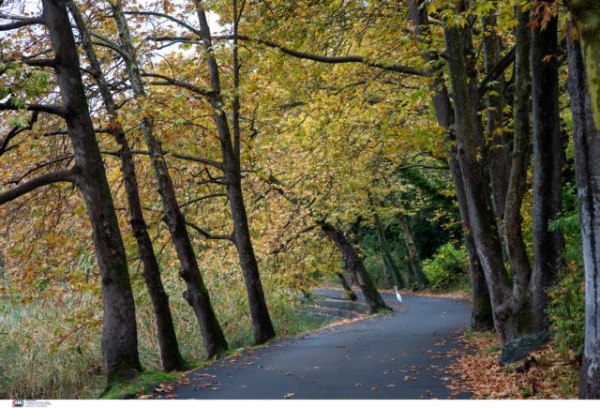 Η Ρόδος ριζώνει στο μέλλον με το πρώτο Μητρώο Δέντρων
