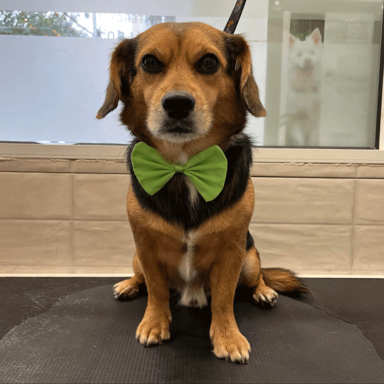 Σκύλος: Τον ξυρίζουμε για να τον δροσίσουμε, ή να απαλλαγούμε από το μάδημα – Κάνουμε καλά;