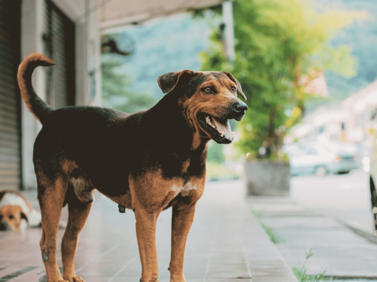 Βοηθάμε τα αδεσποτάκια για να αντέξουν τον καύσωνα – Τα συμπτώματα θερμοπληξίας