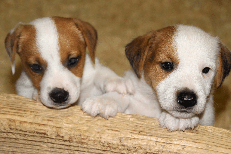 Τα κουτάβια δεν «κρύβουν» τον χαρακτήρα τους – Τα σημάδια που τον αποκαλύπτουν